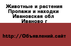 Животные и растения Пропажи и находки. Ивановская обл.,Иваново г.